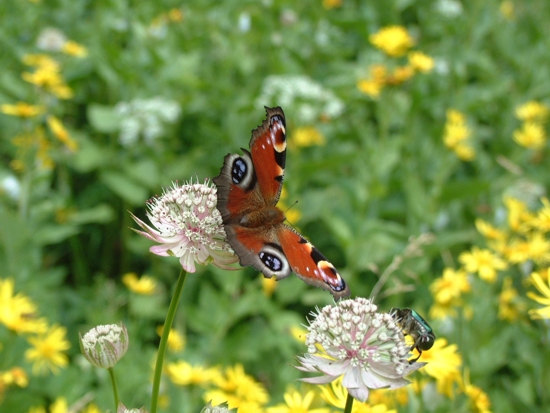 vistosa farfalla (Aglais io)